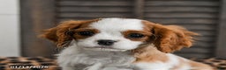 Cavalier King Charles Spaniel dogs for sale: Jet - Ad 5