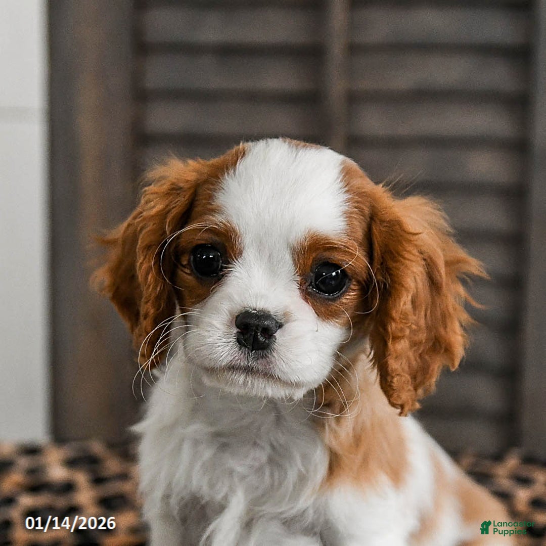 Cavalier King Charles Spaniel dogs for sale: Jet - Ad 5