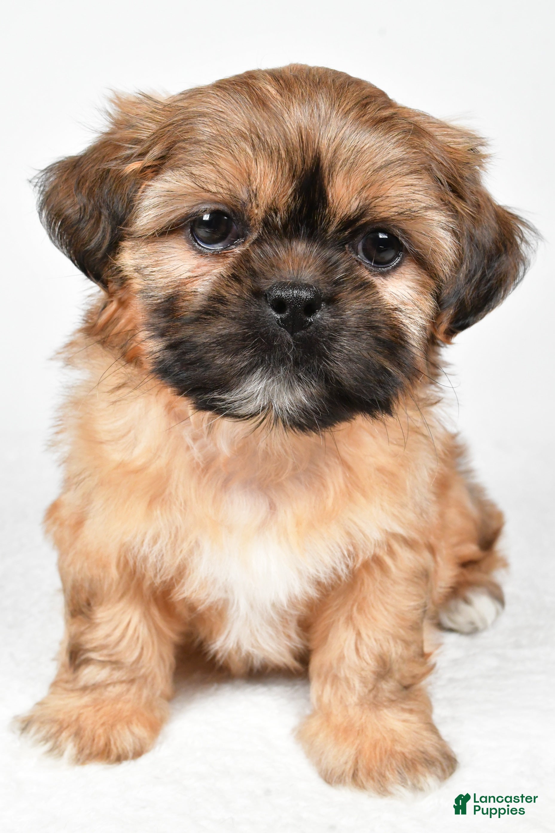 Shih Tzu dogs Winchester - Ad 14