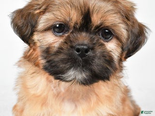 Shih Tzu dogs Winchester - Ad 14