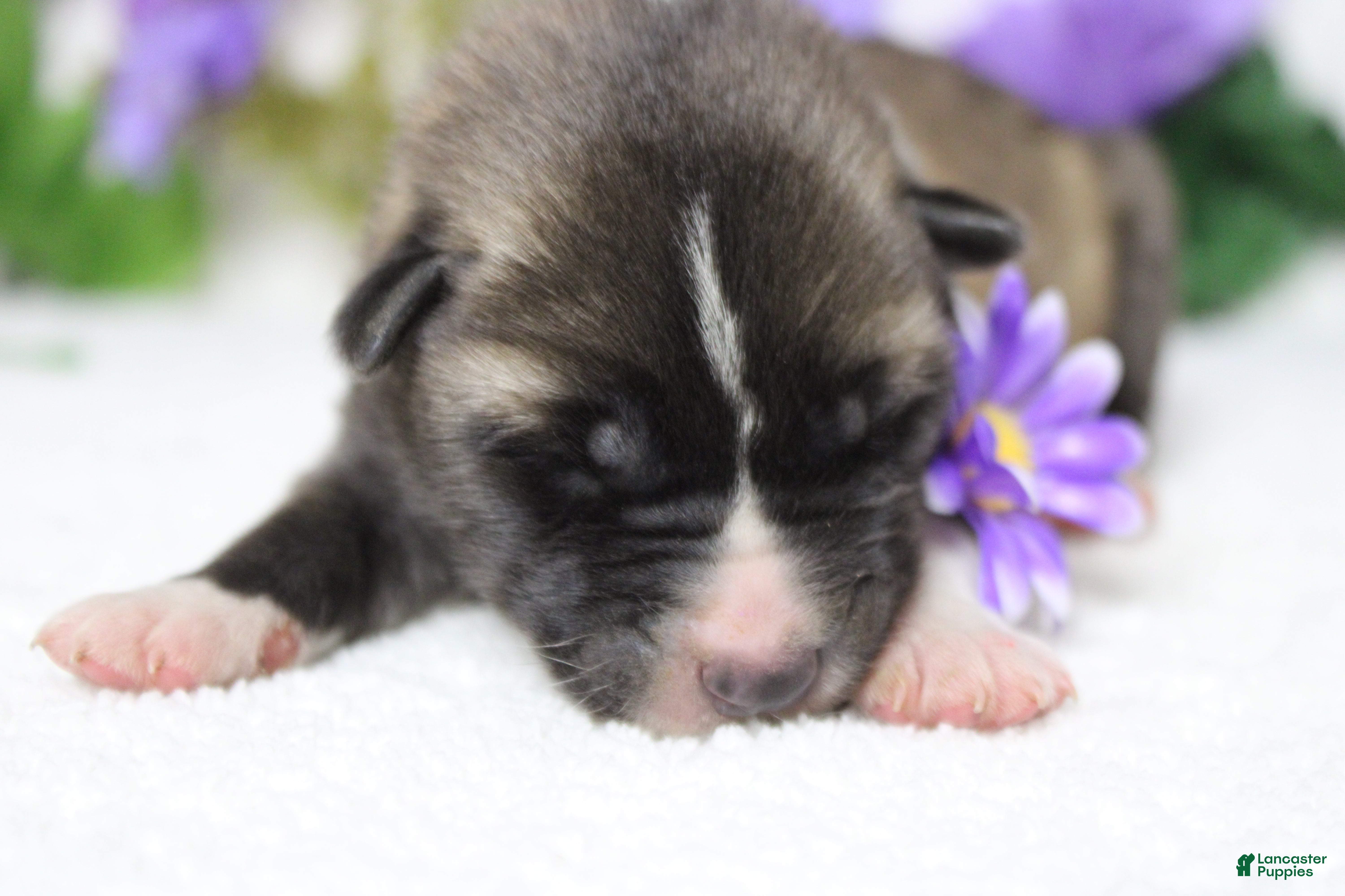 Akita dogs Cortland  - Ad 7