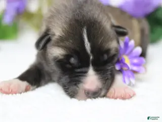 Akita dogs Cortland - Ad 7