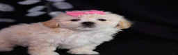Teddy Bear dogs for sale: Constance - Ad 3