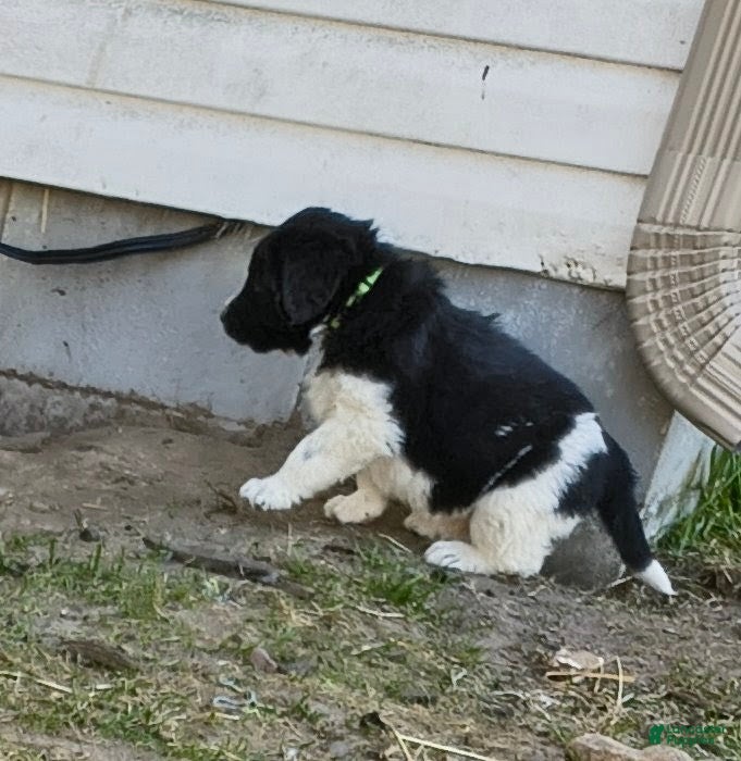 Newfoundland dogs Green collar  - Ad 2
