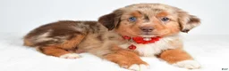 Miniature Australian Shepherd dogs for sale: Autumn - Ad 8