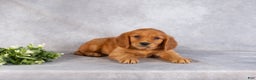 Miniature Golden Retriever dogs for sale: Damien - Ad 4