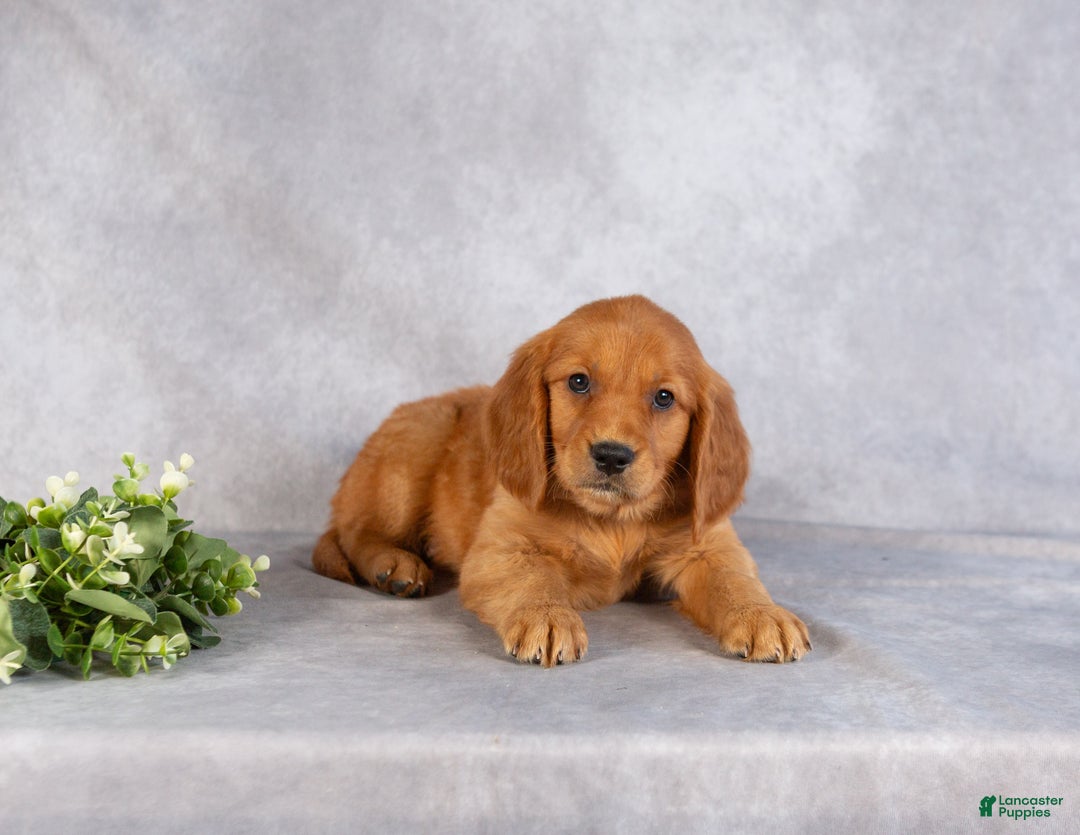 Miniature Golden Retriever dogs for sale: Damien - Ad 4
