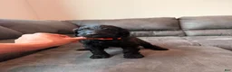Double Doodle dogs for sale:  Amethyst - Ad 15