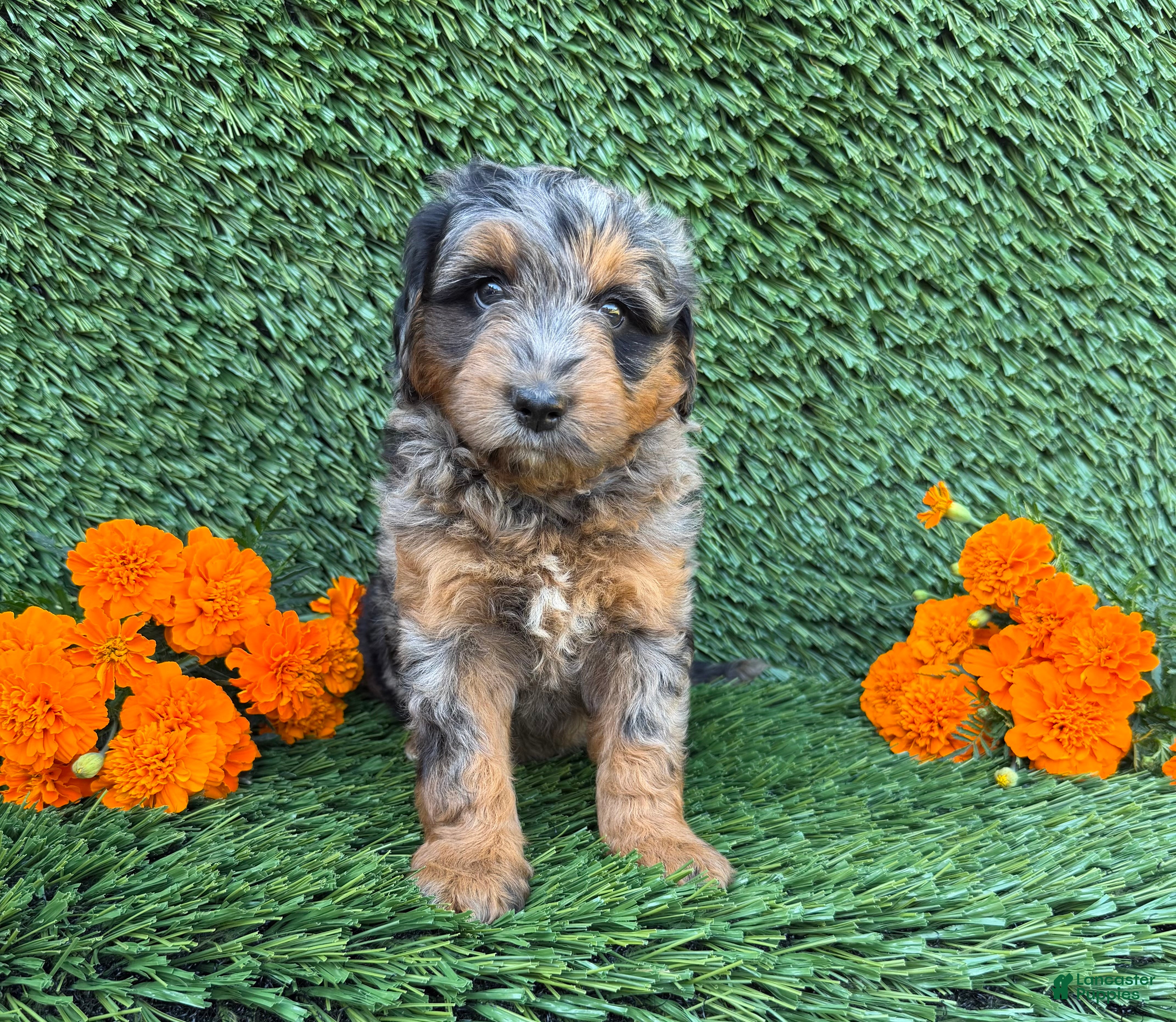 Mini Goldendoodle dogs for sale: Sasha - Ad 2