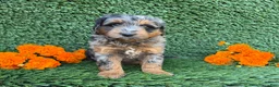 Mini Goldendoodle dogs for sale: Sasha - Ad 1