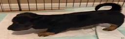 Dachshund dogs for sale: Gretchen - Ad 5