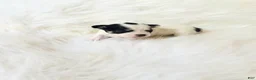 Chihuahua dogs for sale: AKC Ladybug - Ad 3