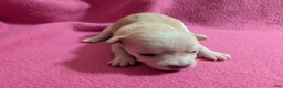 Chihuahua dogs for sale: Xavian - Ad 2