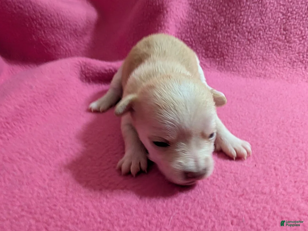 Chihuahua dogs for sale: Xavian - Ad 2