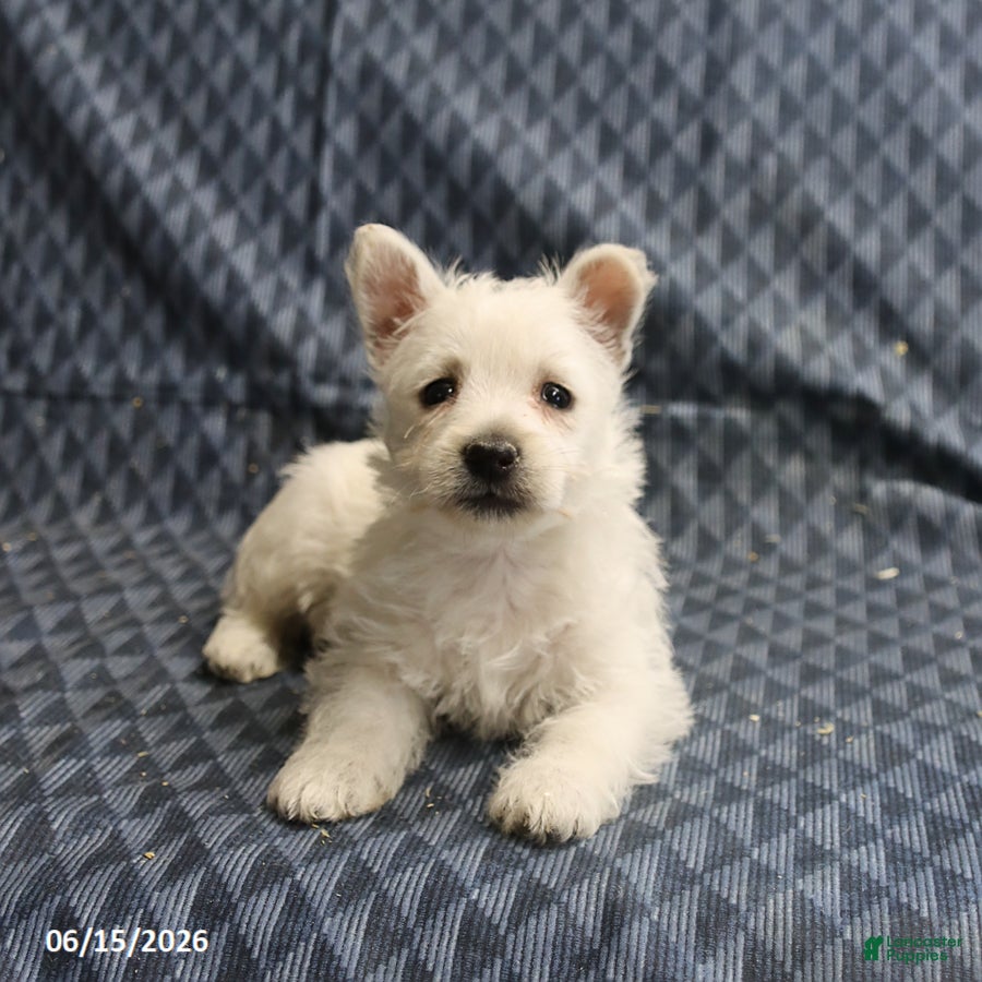 West Highland Terrier dogs Daisy - Ad 2