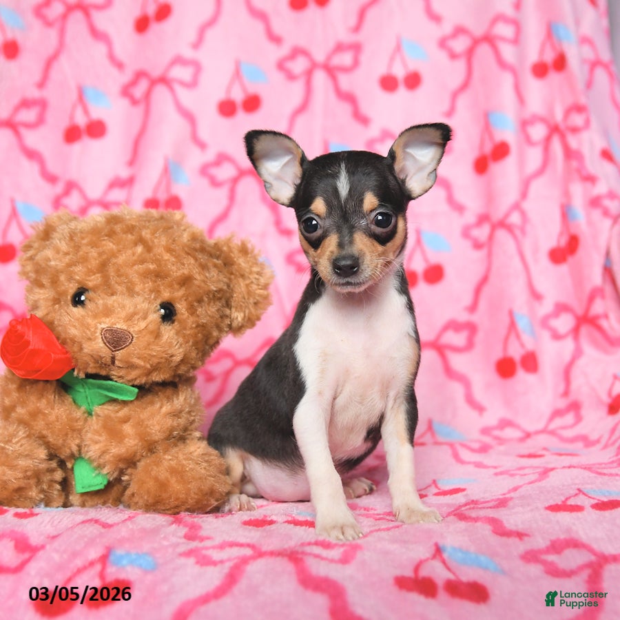 Chihuahua dogs Cally - Ad 2