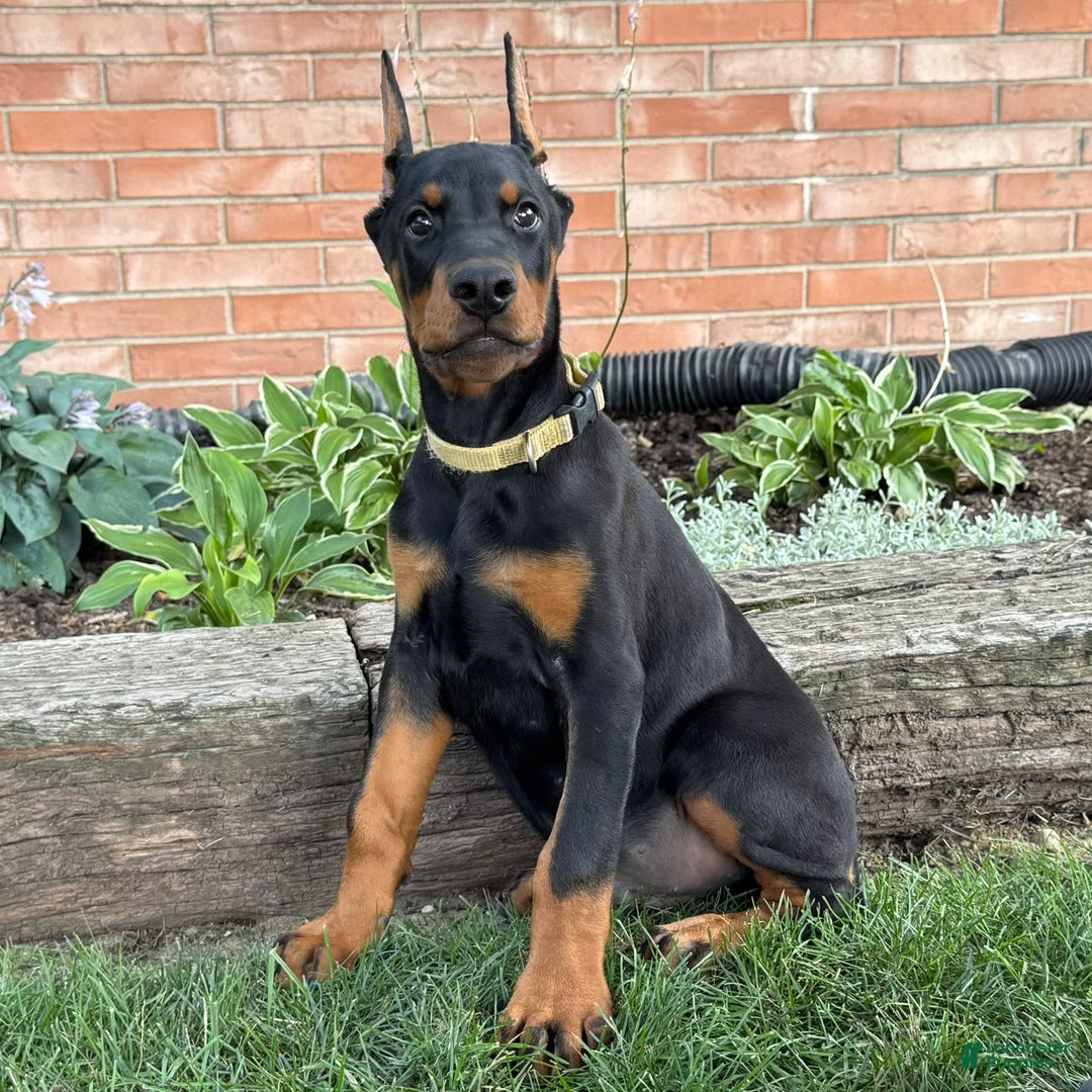 Doberman Pinscher dogs for sale: Selene - Ad 12