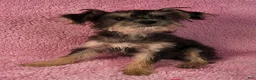 Yorkiepoo dogs for sale: Diamond Dream - Ad 9