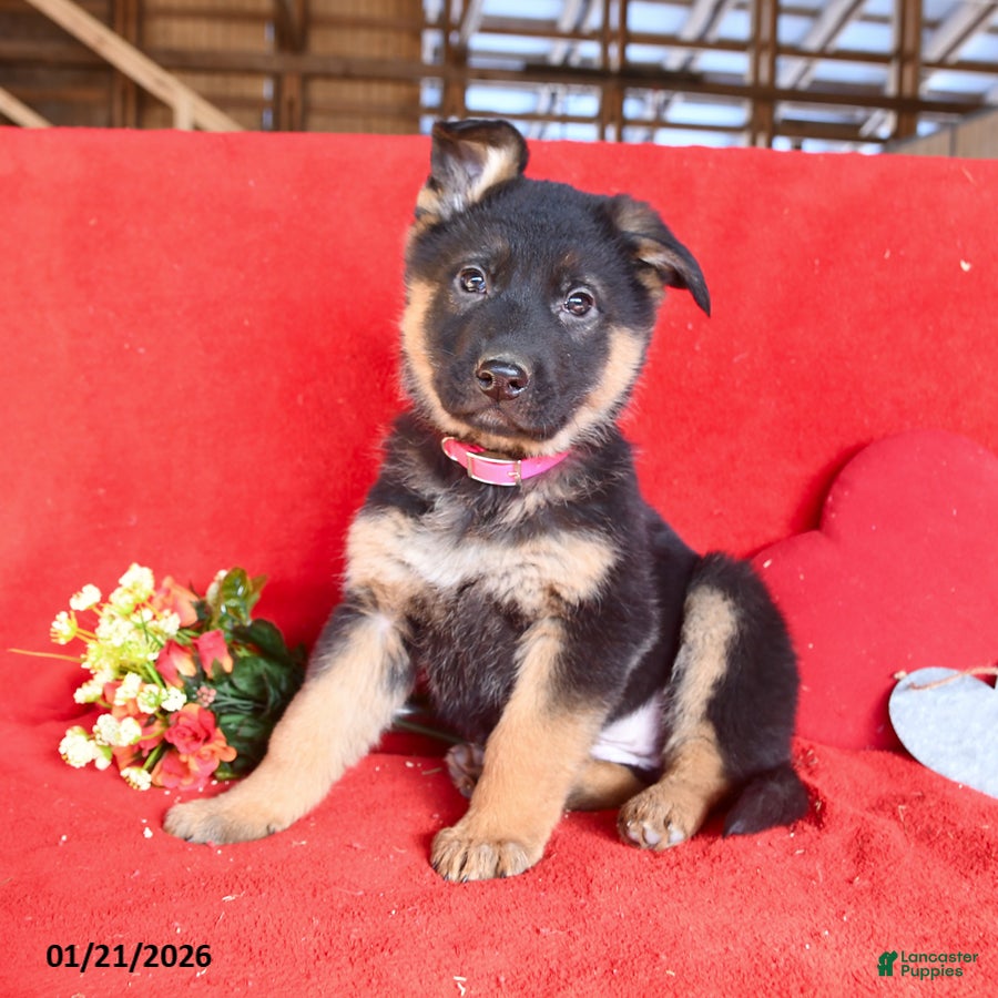 German Shepherd dogs Jessica - Ad 1