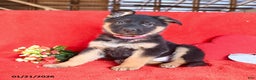 German Shepherd dogs for sale: Jessica - Ad 1