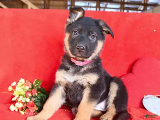 German Shepherd dogs Jessica - Ad 39