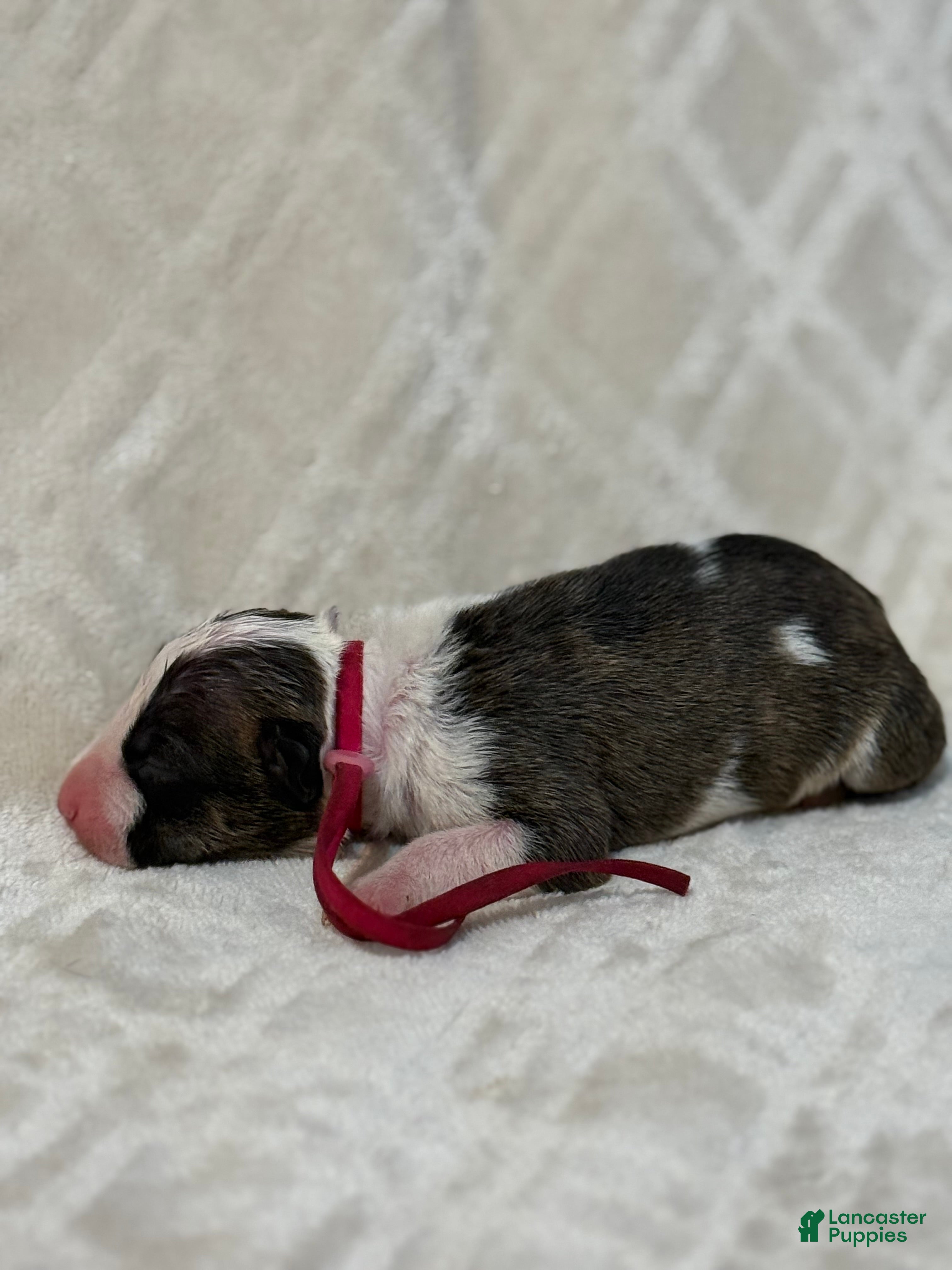 Bull Terrier dogs for sale: GIRL  - Ad 2