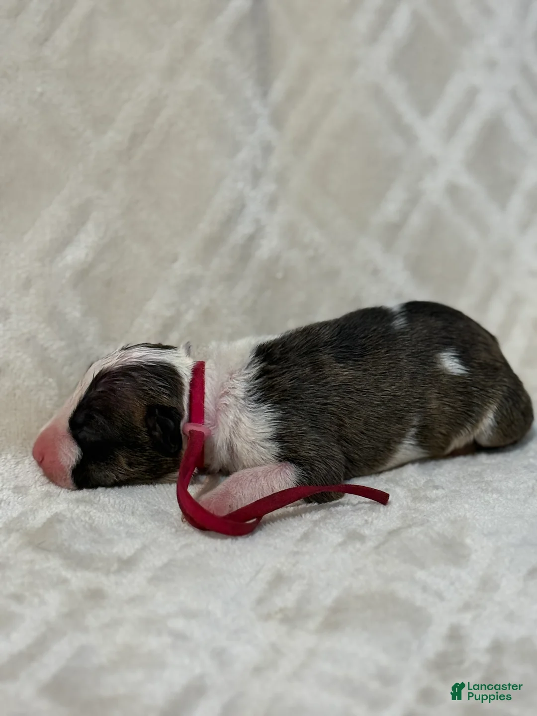 Bull Terrier dogs for sale: GIRL  - Ad 2