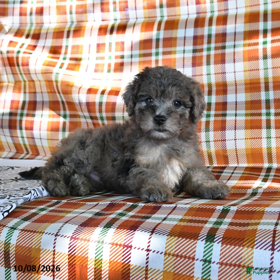 Mini Goldendoodle dogs Alex - Ad 2