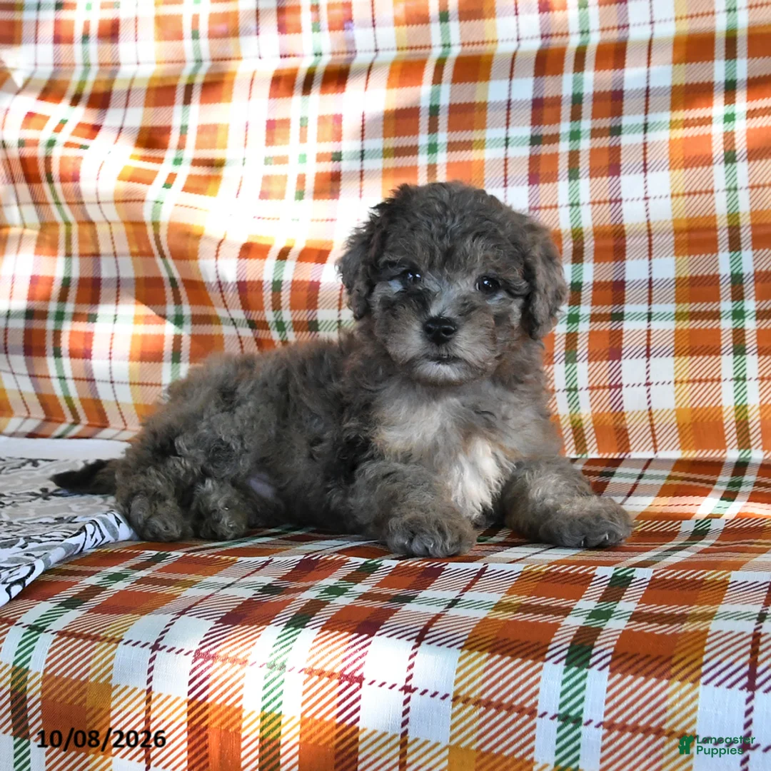 Mini Goldendoodle dogs for sale: Alex - Ad 2