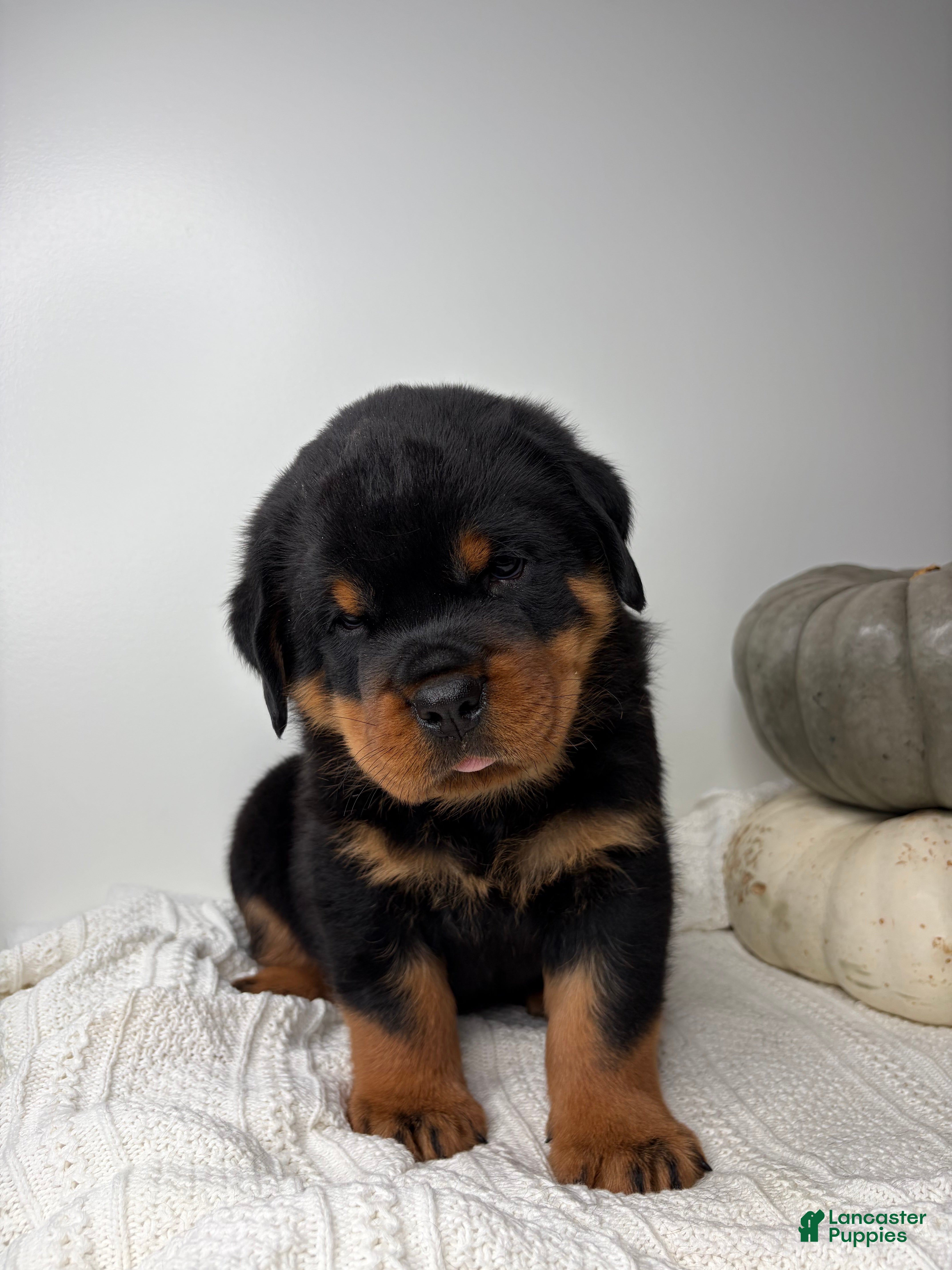 Rottweiler dogs Jose - Ad 2