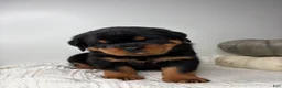 Rottweiler dogs for sale: Jose - Ad 2