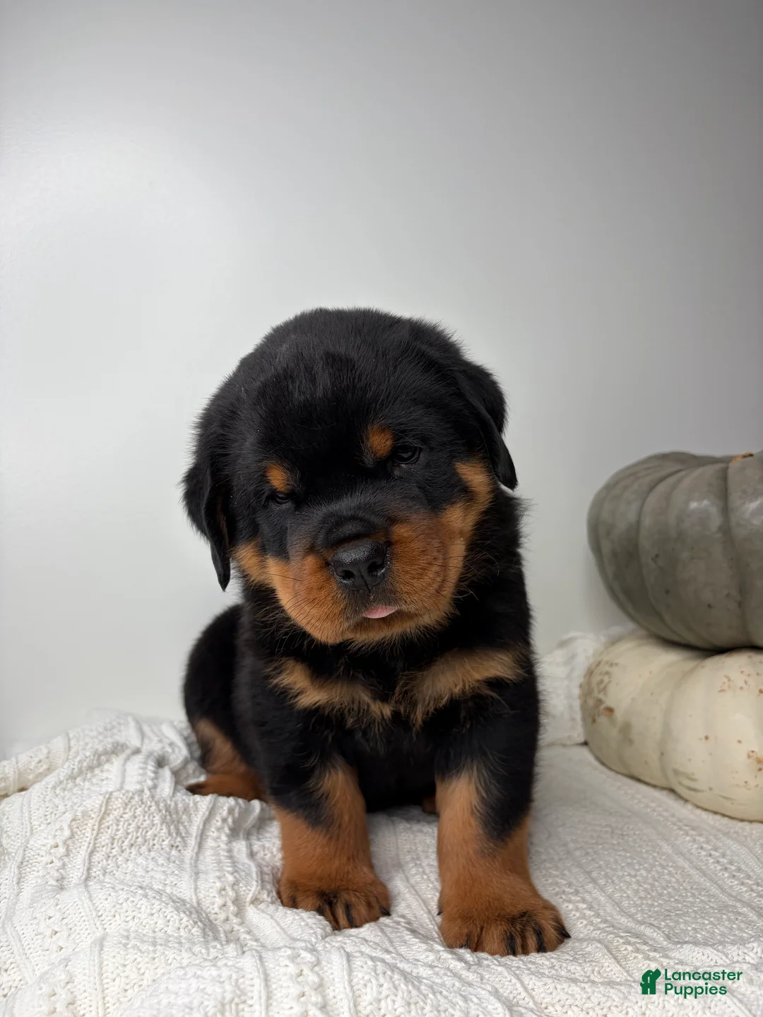 Rottweiler dogs for sale: Jose - Ad 2