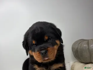 Rottweiler dogs Jose - Ad 2