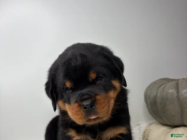 Rottweiler dogs Jose - Ad 2