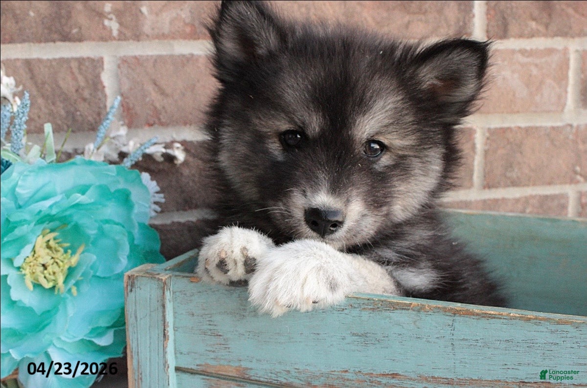 Pomsky dogs Patrick - Ad 2
