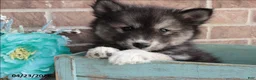 Pomsky dogs for sale: Patrick - Ad 2