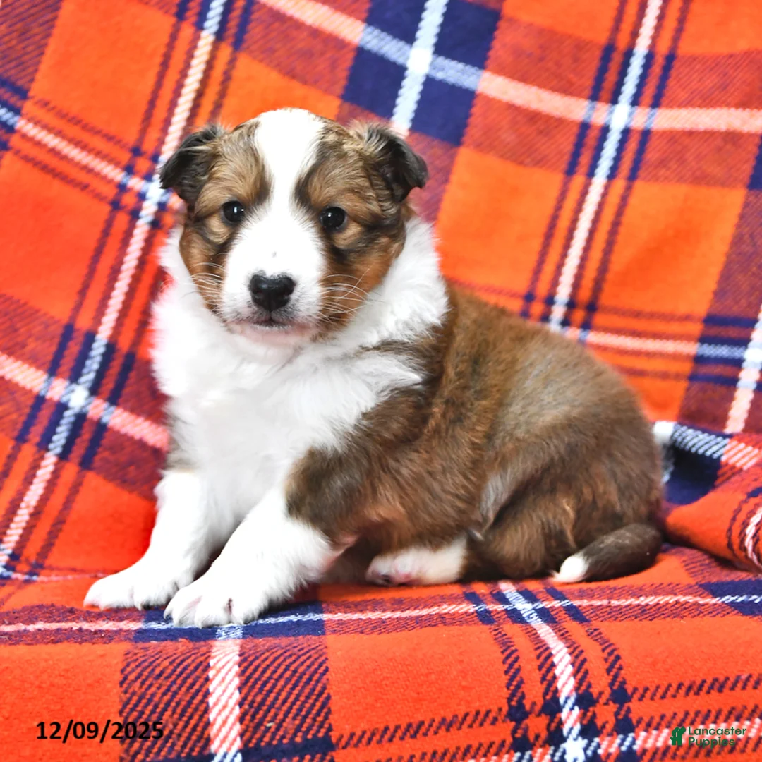 Shetland Sheepdog dogs for sale: Mr Christmas - Ad 7
