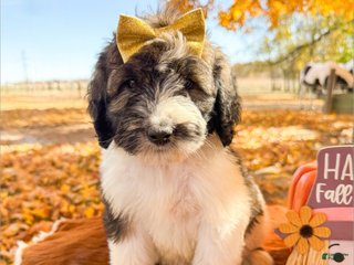 Saint Berdoodles dogs - Ad 12