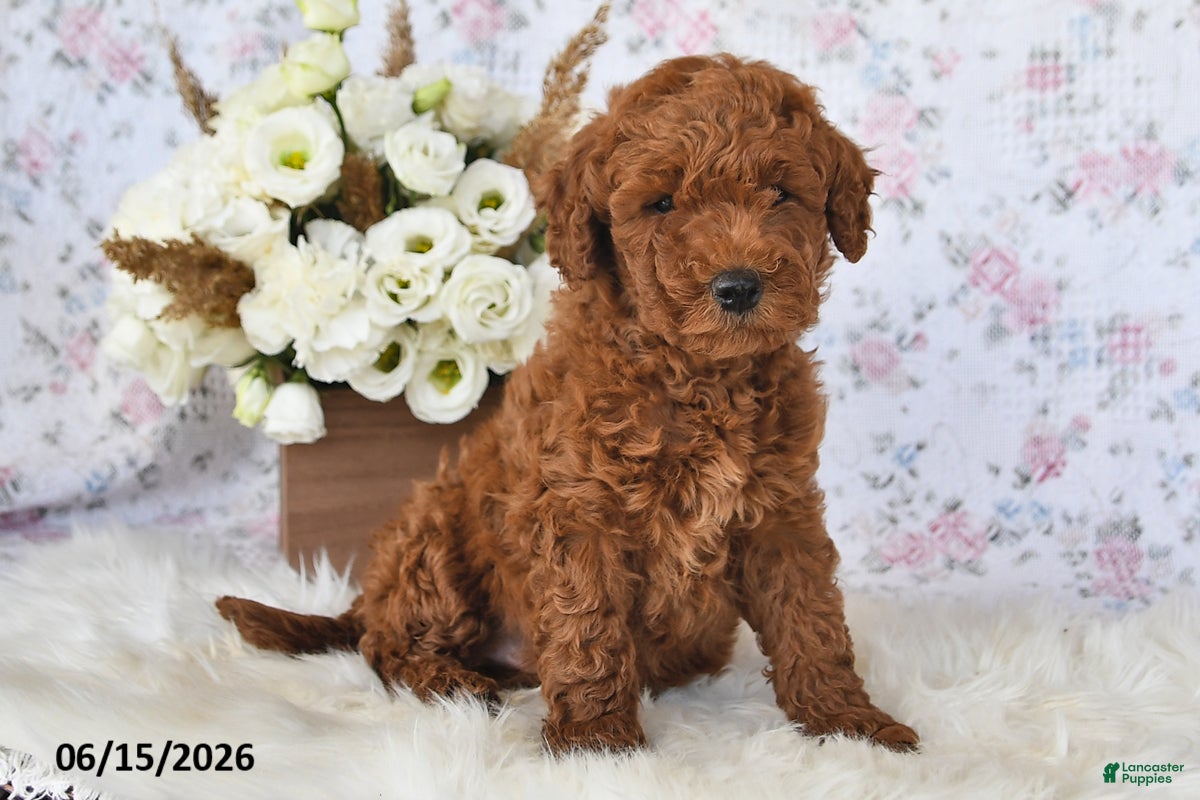 Mini Goldendoodle dogs Manny - Ad 2