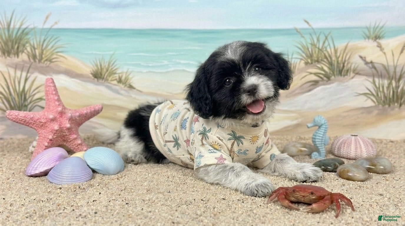 Maltipoo dogs PANDA - Ad 2