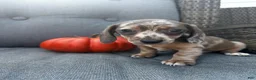 Miniature Dachshund dogs for sale: Winston  - Ad 5