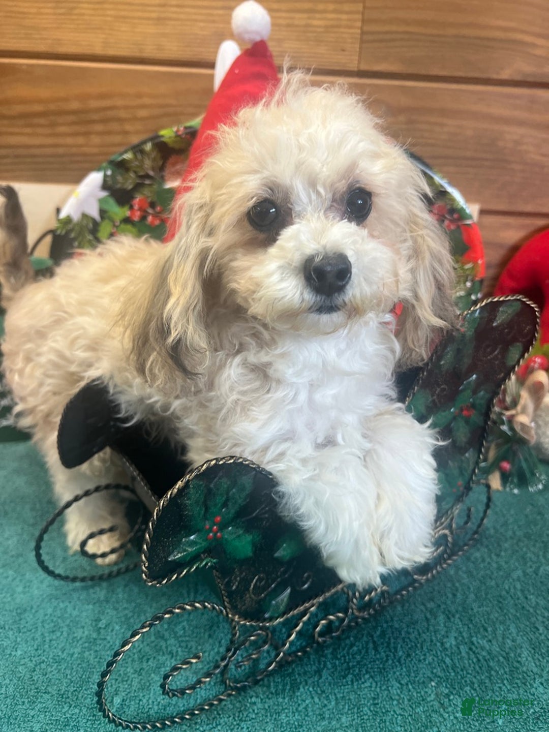 Maltipoo dogs for sale: Sanders - Ad 2