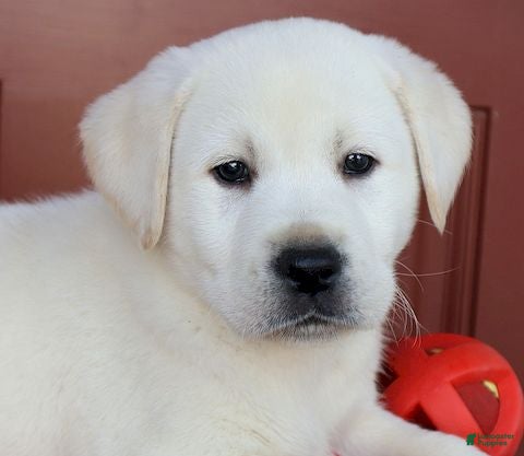 Labrador Retriever dogs Maverick - Champ lines - Ad 1