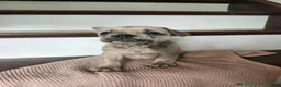 French Bulldog dogs for sale: Daisy - Ad 5