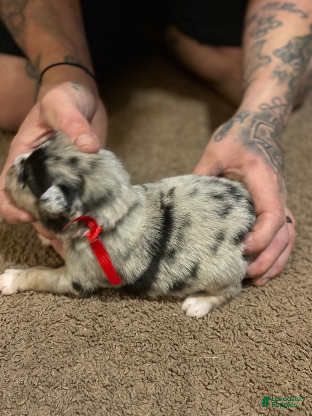 Australian Shepherd dogs for sale: Red. - Ad 4