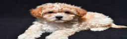 Shihpoo dogs for sale: Penny - Ad 10