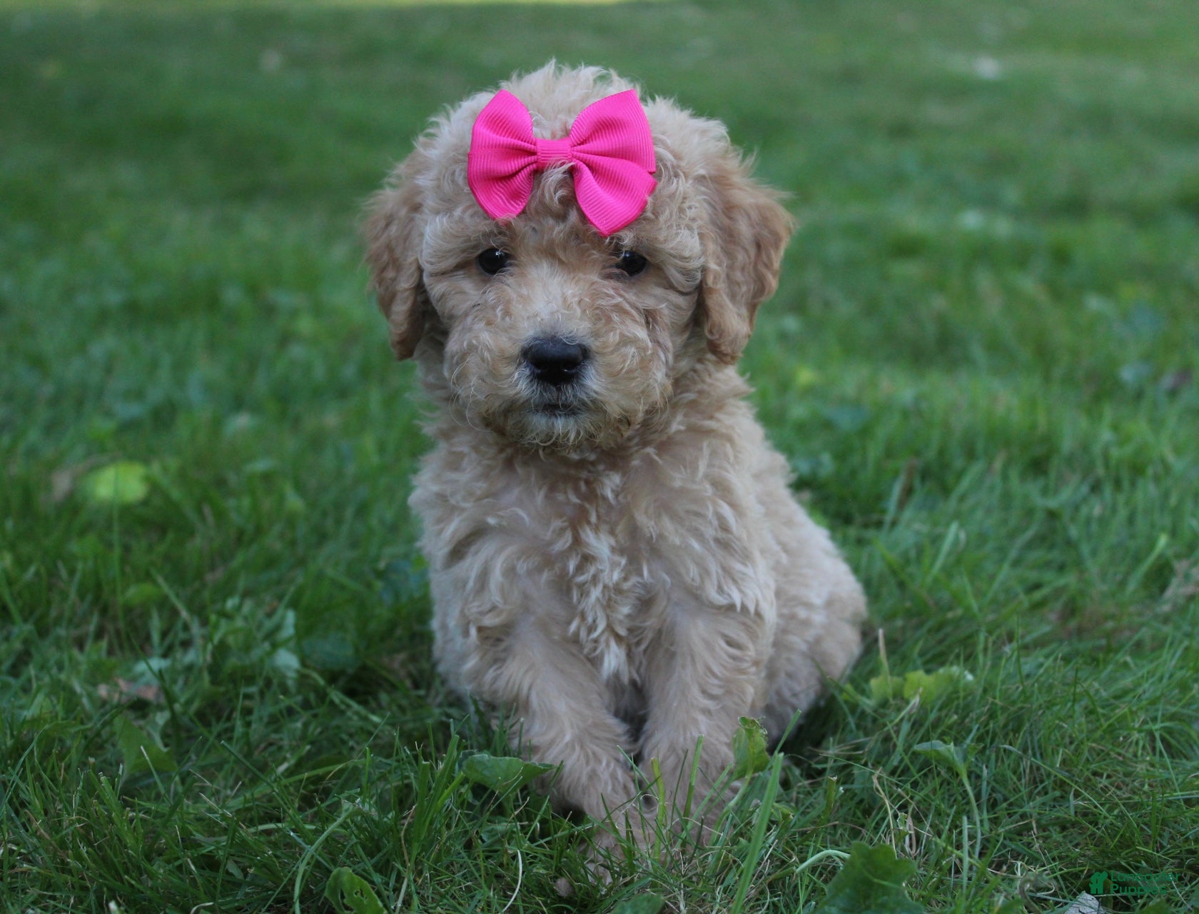 Doodle / designer cross (Doodle / designer cross, Female) in Baltic, OH