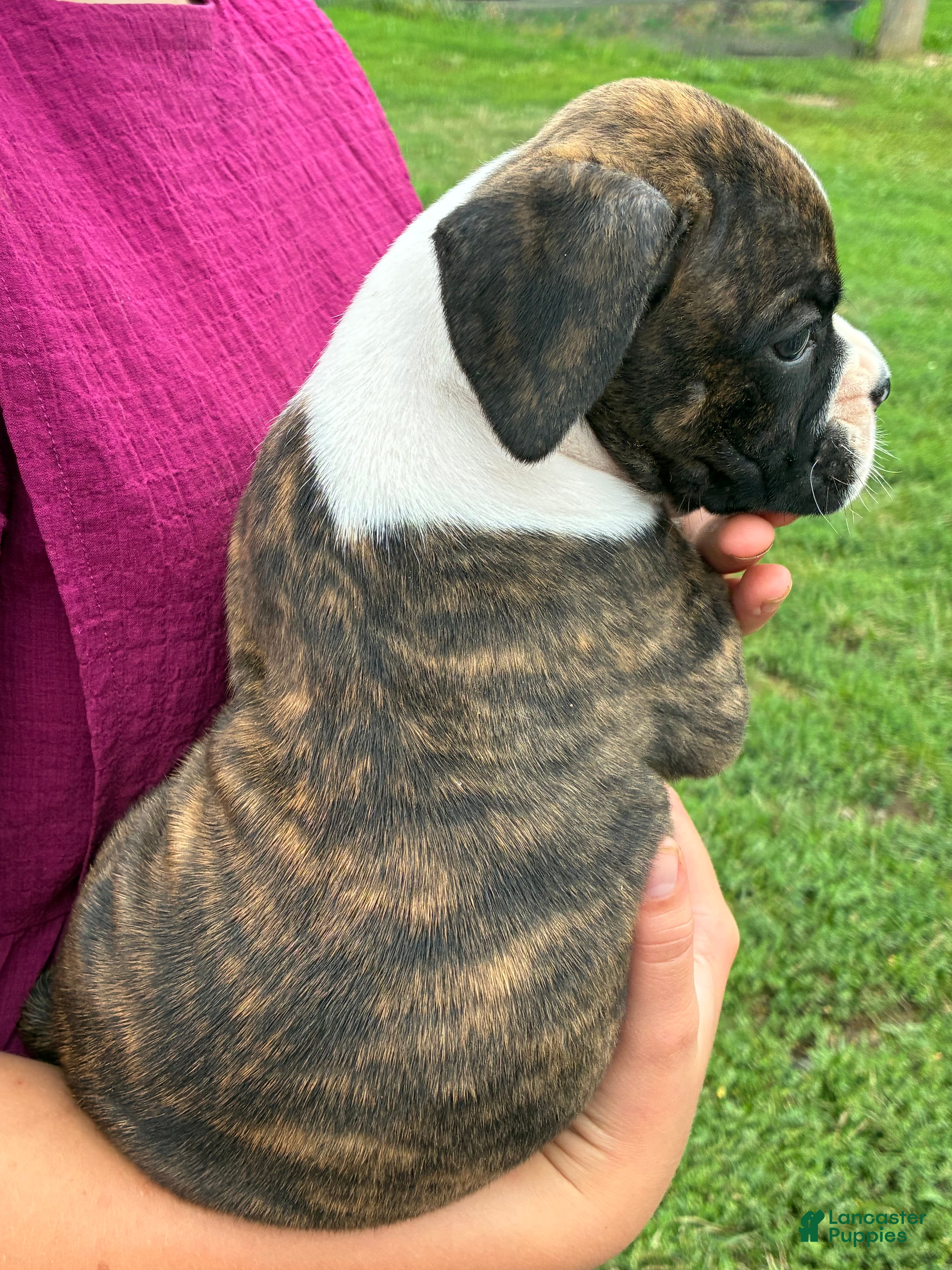 Boxer dogs Cody - Ad 2