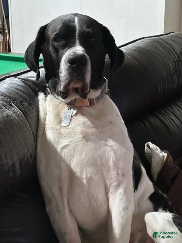 Mixed Breed dogs Kratos - Ad 1