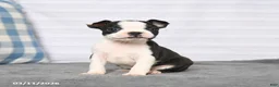 Boston Terrier dogs for sale: Ruby - Ad 5